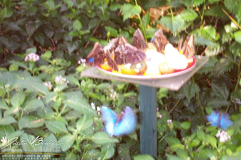 papillons 009 - Copie.jpg