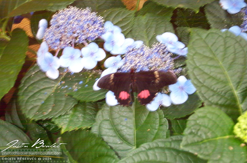 papillons 014 - Copie.jpg