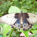 papillons 035 - Copie